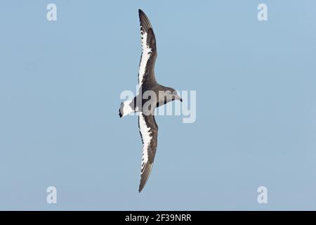 Antarctic Petrel - im Flug über Meer Thalassoica antarktis Antarktis BI012399 Stockfoto