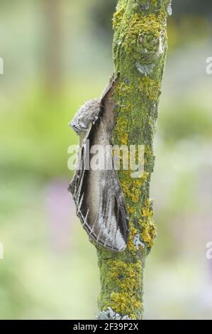 Swallow prominent Moth Pheosia tremula Essex, Großbritannien IN000732 Stockfoto