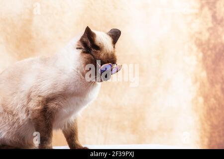 Lustige Thai Katze trägt spezielle Katzenbrille für Sonnenschutz. Katze sitzt ruhig auf einem neutralen beigen Hintergrund, Nahaufnahme, selektiver Fokus Stockfoto