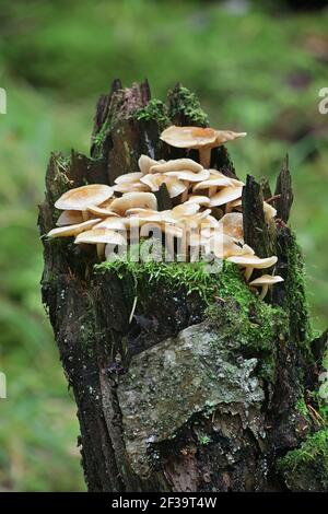Hypholoma capnoides, bekannt als Conifer Tuft, Speisepilze aus Finnland Stockfoto
