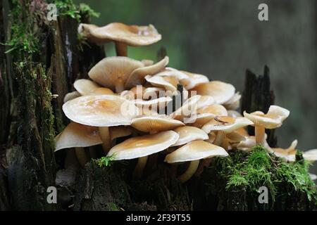 Hypholoma capnoides, bekannt als Conifer Tuft, Speisepilze aus Finnland Stockfoto