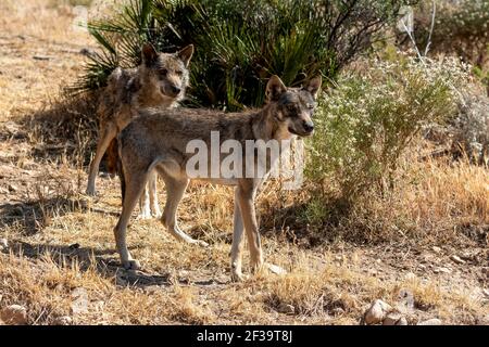 Iberischer Wolf (Canis lupus signatus) in Andalusien, Spanien Stockfoto