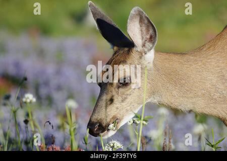 Schwarzschwanz-Hirsch (Subsp von Mule Hirsch) Beweidung in subalpinen Wiesen (Odocoileus hemionus columbianus) Mount Rainier National Park Washington State, U Stockfoto