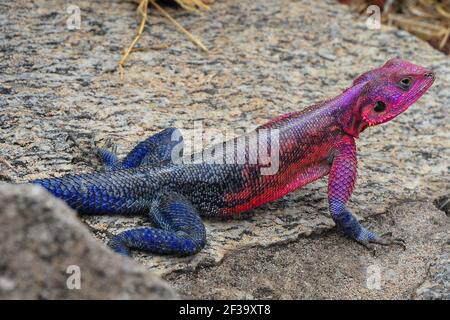 Mwanza flacher Felsenagama (Agama mzanzae). Männliche Eidechse hell gefärbt mit purpurem Kopf und Schultern und blauem Schwanz. Stockfoto