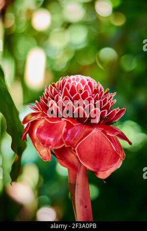 Eine selektive Fokusaufnahme von Rotfackel-Ingwer in Costa Rica Stockfoto
