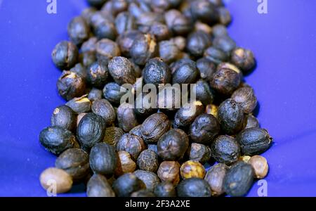 Closeup Heap von natürlichen Prozess Kaffeebohnen in einer lebendigen Blaue Platte Stockfoto