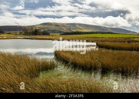 Der Blick über den Teich auf Mynydd Illtyd gemeinsam Fan Frynych im Fforest Fawr Abschnitt des Brecon Signalleuchten Stockfoto