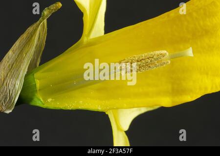 Details der Staubgefäße und Anther eines Narzissen. Pollen wird produziert und erfordert ein Insekt wie eine Bumblebee, um Pollen aus dem männlichen Staubgefäß zu bringen Stockfoto