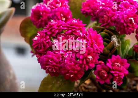 Nahaufnahme einer üppigen magentafarbenen kalanchoe Blume Stockfoto