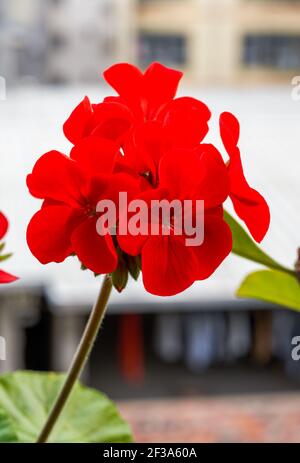 Ein Bündel blühender roter Geranie-Blüten Stockfoto
