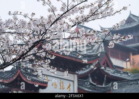 Nanjing. März 2021, 16th. Das Foto vom 16. März 2021 zeigt Kirschblüten in der Nähe des Jiming-Tempels in Nanjing, der ostchinesischen Provinz Jiangsu. Die Kirschblüten in Nanjing sind in letzter Zeit in voller Blüte. Quelle: Li Bo/Xinhua/Alamy Live News Stockfoto