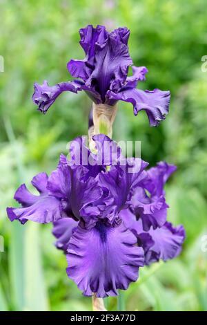 Iris Dusky Challenger (Tall Bearded Iris), dunkelviolette Blüten mit grünem Hintergrund Stockfoto