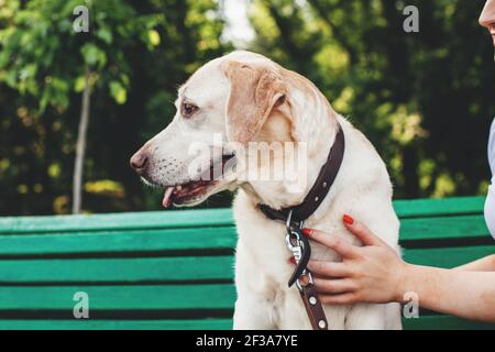 Nahaufnahme eines goldenen Retriever, der auf dem sitzt Bank im Park in der Nähe seines Besitzers Stockfoto
