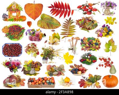 Herbst golden und rote Objekte - Pflanzen und Beeren gesetzt. Isoliert auf Weiß Stockfoto