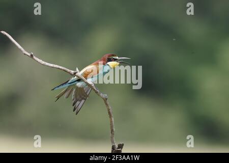 Europäischer Bienenfresser - mit offenem Mund Merops apiaster Ungarn BI015592 Stockfoto