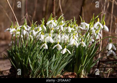 Schneeglöckchen wachsen im Sand eines Flussufers, auch Galanthus nivalis oder Schneegloeckchen genannt Stockfoto