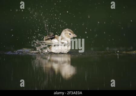 Buchfink - Weibliche Waschen im Waldpool Fringilla coelebs Ungarn BI015782 Stockfoto