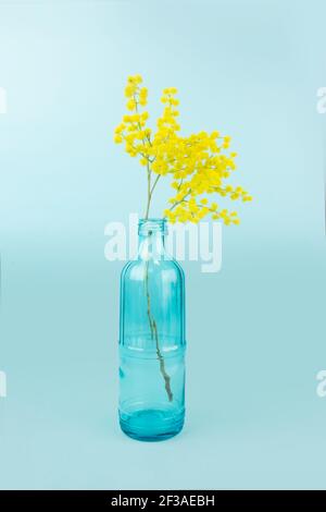 Frische Blumen in der Flasche, Glasflasche wird wiederverwendet, um mit gelben Mimosen zu schmücken. Isoliert auf blauem Hintergrund Stockfoto