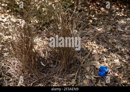 Bower gebaut von männlichen australischen Satin-Bogenvogel, Ptilonorhynchus violaceus, als Balz-Ritual, um Weibchen anzuziehen. Fügt blaue Objekte zur Dekoration hinzu. Stockfoto