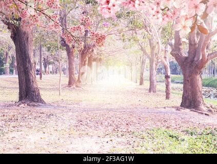 Tunnel Rosa Blumen Tabebuia Rosea Blossom .Tabebuia rosea 'Bäume in Blüte in Nakhon Pathom Thailand Stockfoto