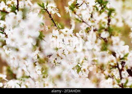 Weißdorn blüht im Frühling Makroblüte Stockfoto