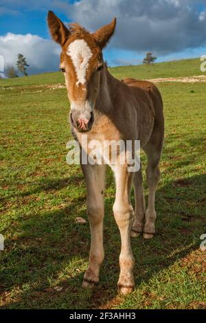 Fohlen auf der Weide, Causse de Sauveterre Plateau, in der Nähe von Point Sublime und Gorges du Tarn, Massif Central, Lozere Department, Region Okzitanien, Frankreich Stockfoto