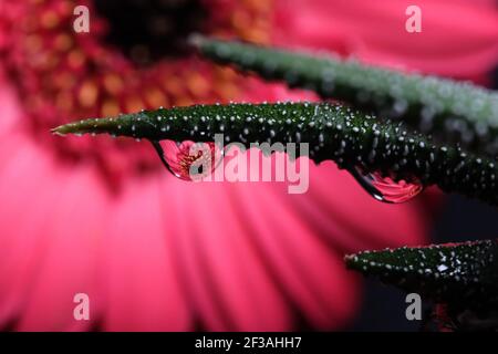 Erstaunliche rosa Gerbera. Makroansicht Stockfoto