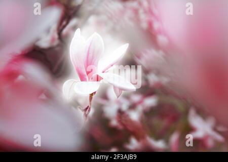 Magnolia Flower Blossom blüht im Frühling mit Licht Stockfoto