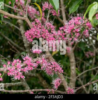 Dichte Blütenstände entlang Ästen des australischen Regenwaldbaumes Melicope Elleryana (rosa blühender Teigbaum, rosa evodia, Korkholz, Saruwa). Stockfoto