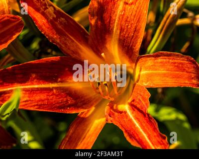 Blüte Tageslilienblüten (Hemerocallis-Blume), Nahaufnahme am sonnigen Tag. Hemerocallis fulva. Die Schönheit der dekorativen Blume im Garten .Soft Fokus Stockfoto