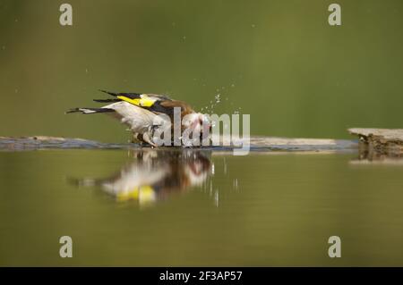 Goldfinch - Baden im Waldbad Carduelis carduelis Ungarn BI015882 Stockfoto