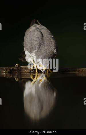 Sparrowhawk - Trinken am WaldpoolAccipiter nisus Hungary BI015933 Stockfoto