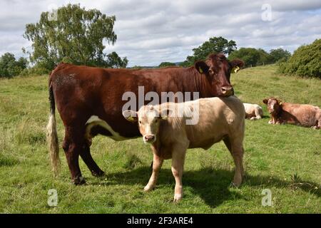 Shorthorn Cross Highland Cattle, Perthshire, Schottland Stockfoto