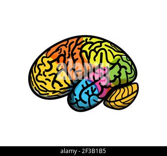 Gehirnteile mit Gyrus, farbige Atlas Seitenansicht, Cartoon-Vektor-Illustration. Gehirnfarbene Segmente, Logo-Konzept Stock Vektor