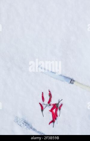 Feurig rote Chili-Paprika und Messer und Gabel in eisigen Schnee. Konzept der Extreme, Kontraste, heiß und kalt Stockfoto