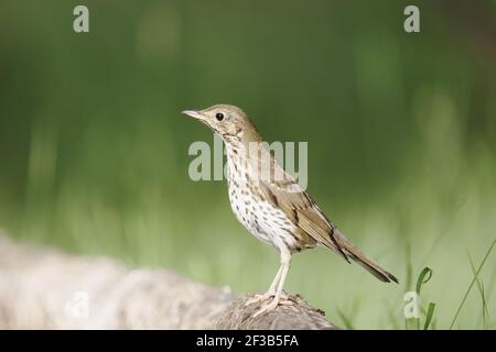 Liederdrossel - im WaldTurdus philomelos Ungarn BI016352 Stockfoto