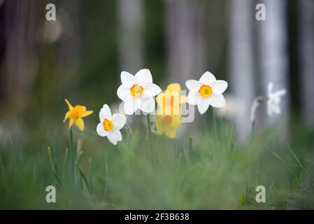 Narzissen im Garten, Blumen im Frühling Stockfoto