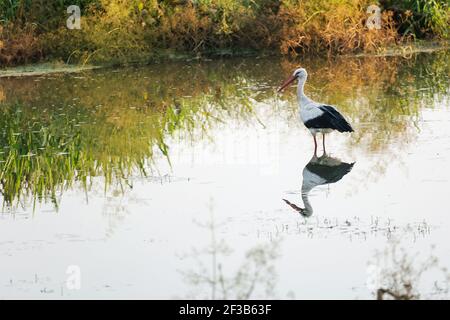 Der Weißstorch ist ein großer Vogel mit langem Hals und Beinen, einem großen scharfen Schnabel, breiten Flügeln und einem kurzen Schwanz. Stockfoto