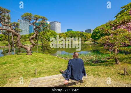 Tokio, Japan - 20. April 2017: Japanischer Mann in Hamarikyu Gärten im Frühling mit Blüten, Chuo Bezirk. Der traditionelle Garten im Gegensatz zu Stockfoto