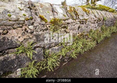 Maidenhair Spleenwort bei Tems Beck Giggleswick Stockfoto