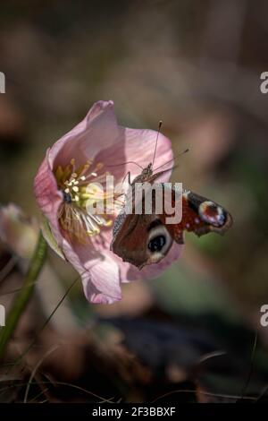 Schmetterling in der Natur auf einer Blume Stockfoto