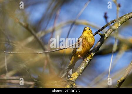 Yellowhammer (Emberiza citrinella) schöner gelber Vogel, der auf einem Ast sitzt, aus der Nähe Stockfoto