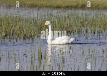 Whooper Swan - am kleinen loch im frühen SommerCygnus cygnus South Uist, Äußere hebriden Schottland, Großbritannien BI016773 Stockfoto