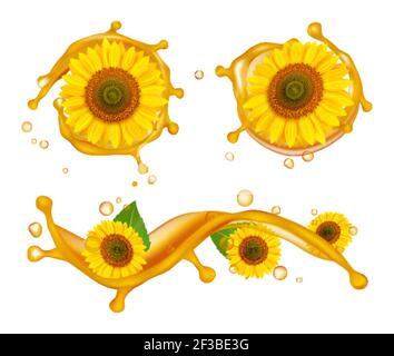 Sonnenblumenöl. Realistische Sonnenblumen, Ölspritzer und Tropfen Vektorgrafik Stock Vektor