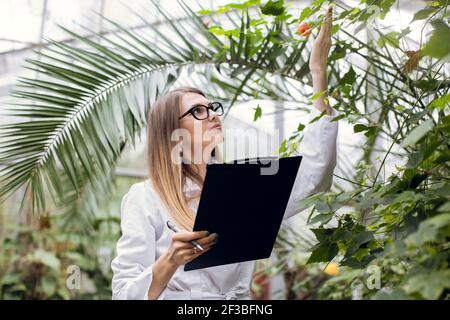 Professionelle kaukasische Frau Agronomin führt Inspektion der Pflanzen, arbeitet im Gewächshaus und macht Notizen in Zwischenablage, Blick auf schöne Stockfoto