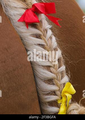 Nahaufnahme des geflochtenen Schwanzes eines Suffolk Punch Pferdes. Stockfoto