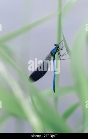 Gebänderte Demoiselle Libelle, Calopteryx splendens, die blaue Libelle sitzt auf einem Gras auf einer Wiese Stockfoto