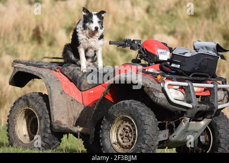 Nell auf Honda ATV, Marbrack Farm, Castle Douglas, Schottland Stockfoto