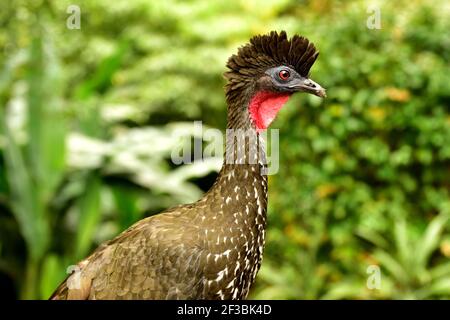 Crested Guan (Penelope purpurascens) in Puntarenas, Costa Rica) Stockfoto