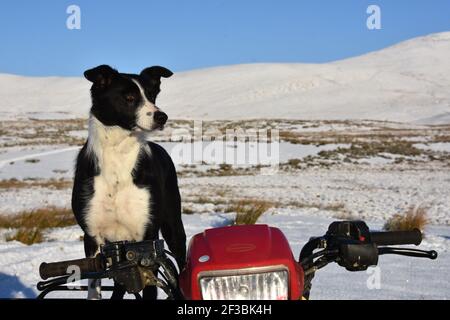 Fliegen Sie den Schafhund, Marbrack Farm, Carsphairn Stockfoto